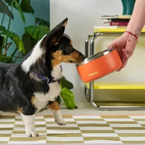 A small black and white dog looking into an Owala Pet Bowl
